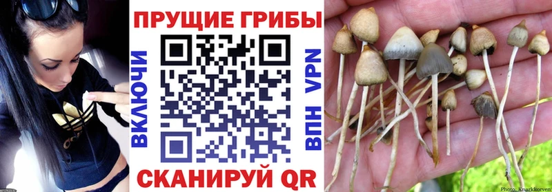 купить закладку  Сельцо  Псилоцибиновые грибы мицелий 